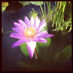 lotus flower