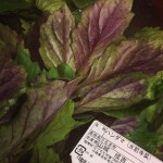 spinach lotus curry handama